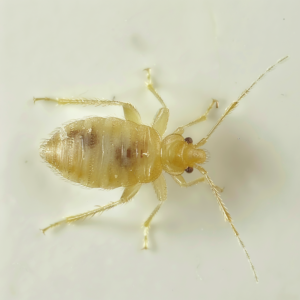 baby bed bug / nymph
